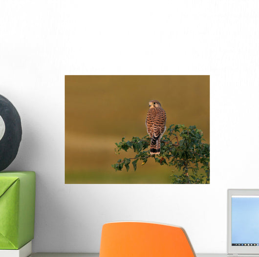 Kestrel Perched Tree Wall Decal