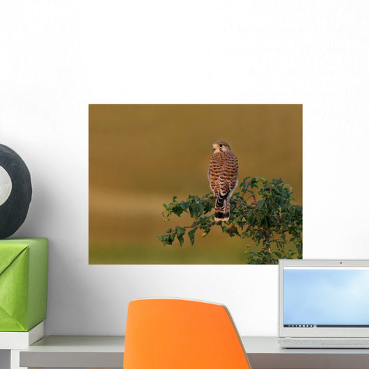 Kestrel Perched Tree Wall Decal