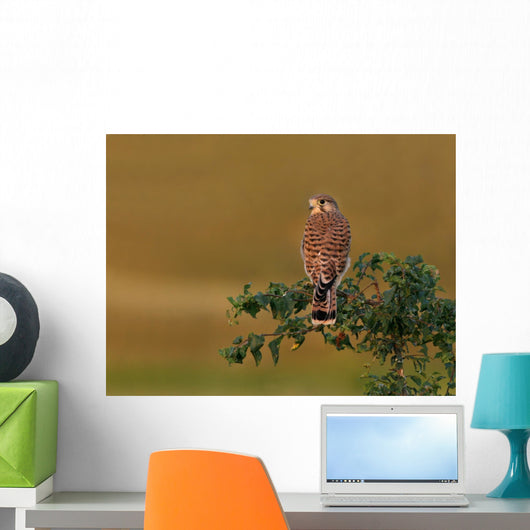 Kestrel Perched Tree Wall Decal