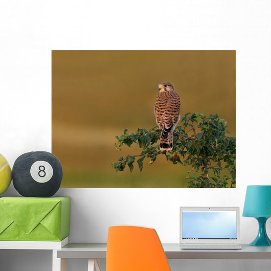 Kestrel Perched Tree Wall Decal