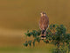 Kestrel Perched Tree Wall Decal