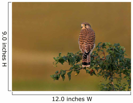 Kestrel Perched Tree Wall Decal