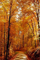 Golden Path Wall Decal