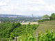 Vineyards Bonn Wall Decal