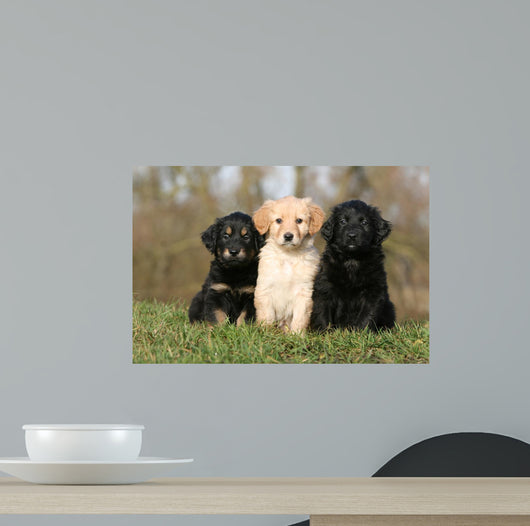 Placement Three Sitting Hovawart Wall Decal