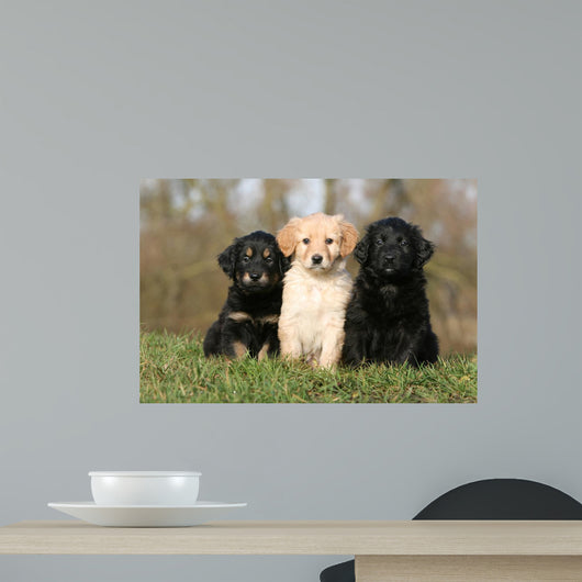 Placement Three Sitting Hovawart Wall Decal