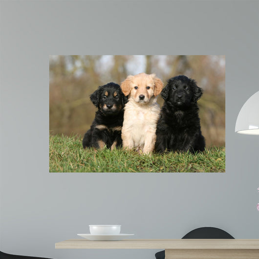 Placement Three Sitting Hovawart Wall Decal