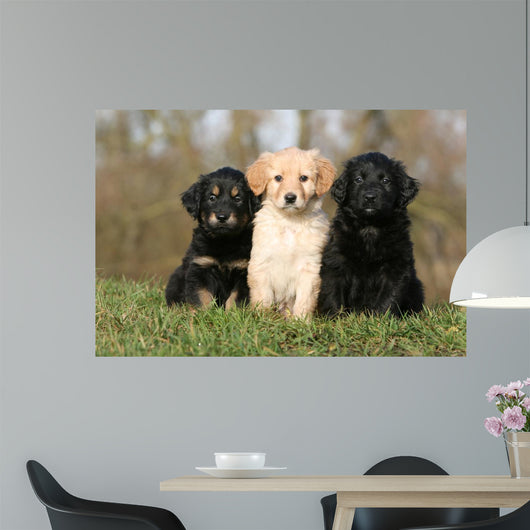 Placement Three Sitting Hovawart Wall Decal