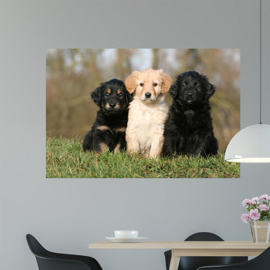 Placement Three Sitting Hovawart Wall Decal