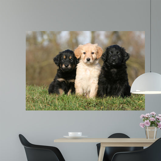 Placement Three Sitting Hovawart Wall Decal