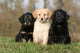 Placement Three Sitting Hovawart Wall Decal