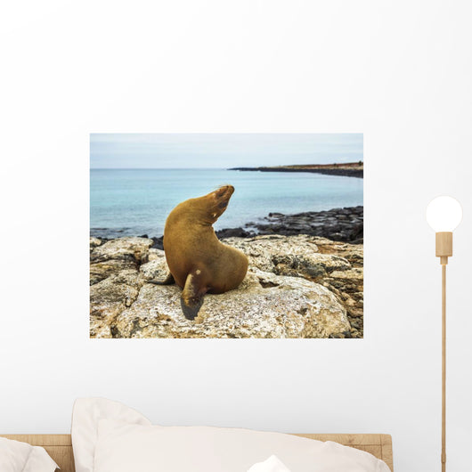 Seal Rocky Shore against Wall Decal