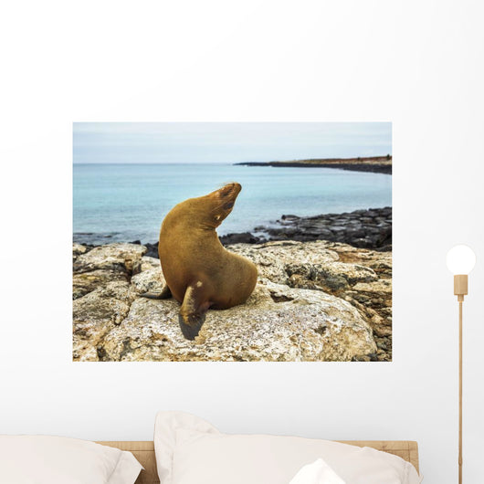 Seal Rocky Shore against Wall Decal