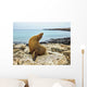 Seal Rocky Shore against Wall Decal