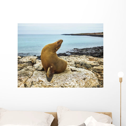 Seal Rocky Shore against Wall Decal