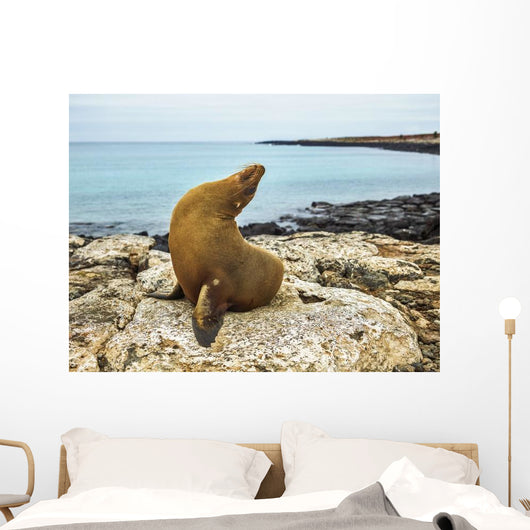 Seal Rocky Shore against Wall Decal