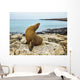 Seal Rocky Shore against Wall Decal