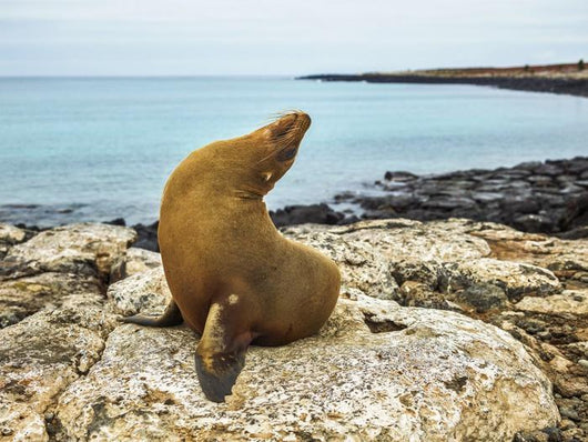 Seal Rocky Shore against Wall Decal