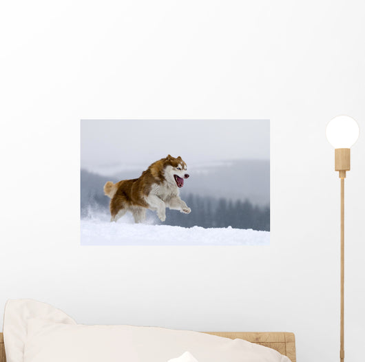 Siberian Husky Wall Decal