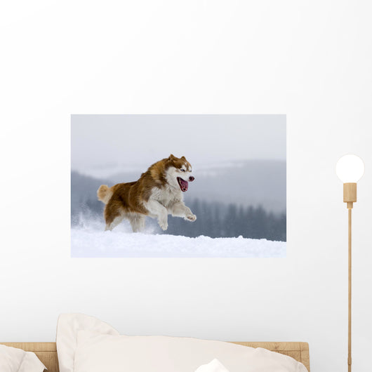 Siberian Husky Wall Decal