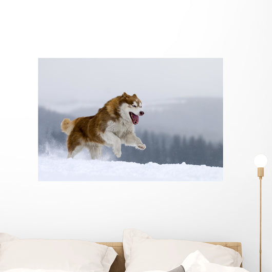 Siberian Husky Wall Decal