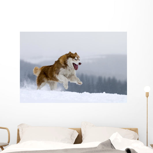 Siberian Husky Wall Decal