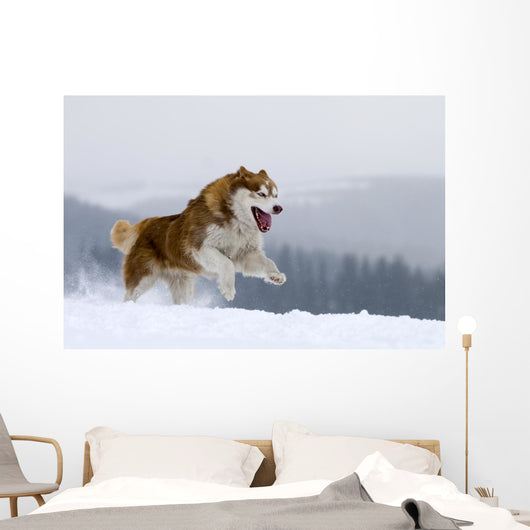 Siberian Husky Wall Decal