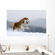 Siberian Husky Wall Decal
