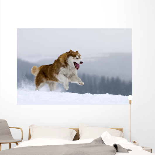 Siberian Husky Wall Decal