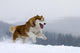 Siberian Husky Wall Decal