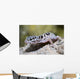 Eublepharis Macularius Leopard Gecko Wall Decal
