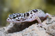 Eublepharis Macularius Leopard Gecko Wall Decal
