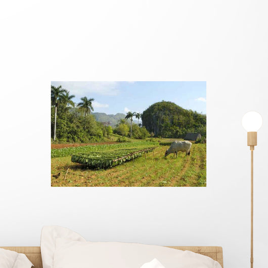 Tobacco Plantation Cuba Wall Decal