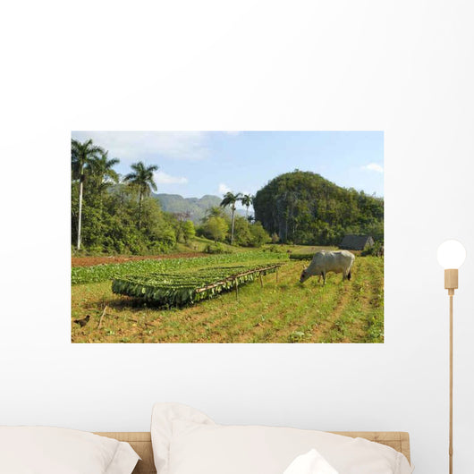 Tobacco Plantation Cuba Wall Decal