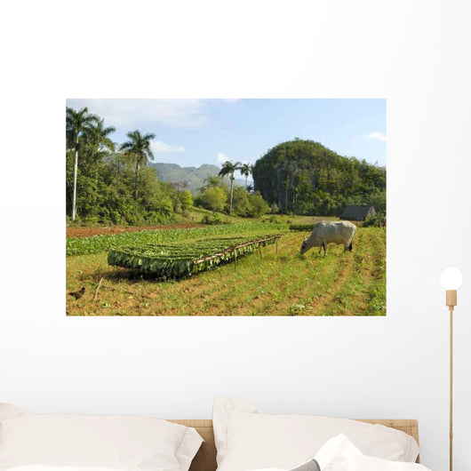 Tobacco Plantation Cuba Wall Decal