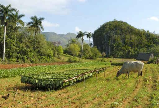 Tobacco Plantation Cuba Wall Decal