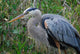 Blue Heron Wall Decal