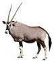 Gemsbok African Antelope Wall Decal