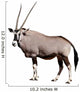 Gemsbok African Antelope Wall Decal