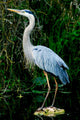 Blue Heron Everglade Wall Decal