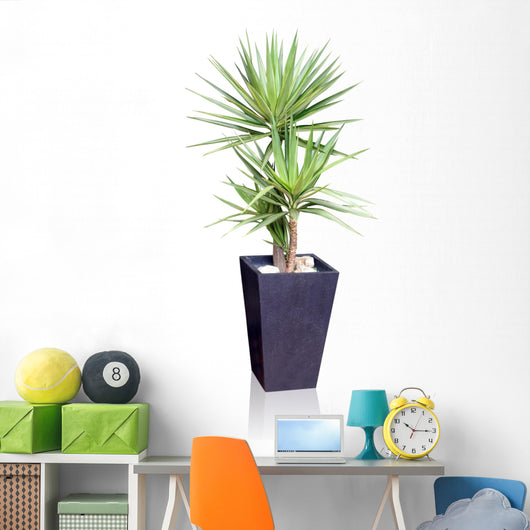 House Plant Yucca Wall Decal