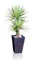 House Plant Yucca Wall Decal
