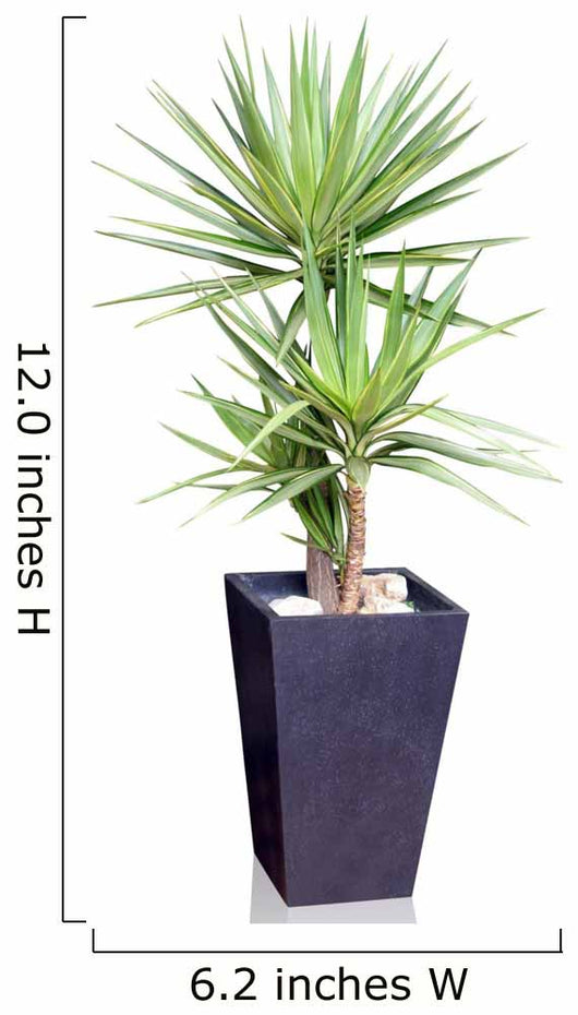 House Plant Yucca Wall Decal