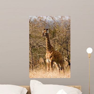 Baby Giraffe Wall Decal shown on a wall