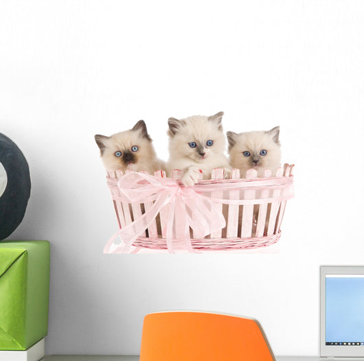 Three Ragdoll Kittens Wall Decal