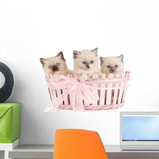 Three Ragdoll Kittens Wall Decal
