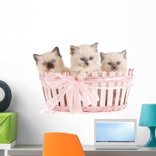 Three Ragdoll Kittens Wall Decal
