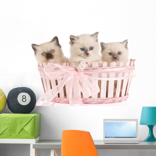 Three Ragdoll Kittens Wall Decal