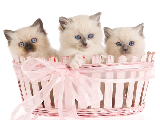 Three Ragdoll Kittens Wall Decal
