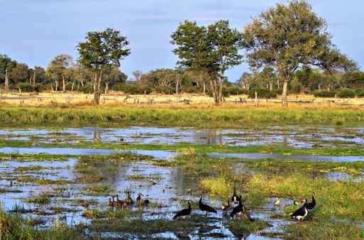 South Luangwa Scenery Wall Decal
